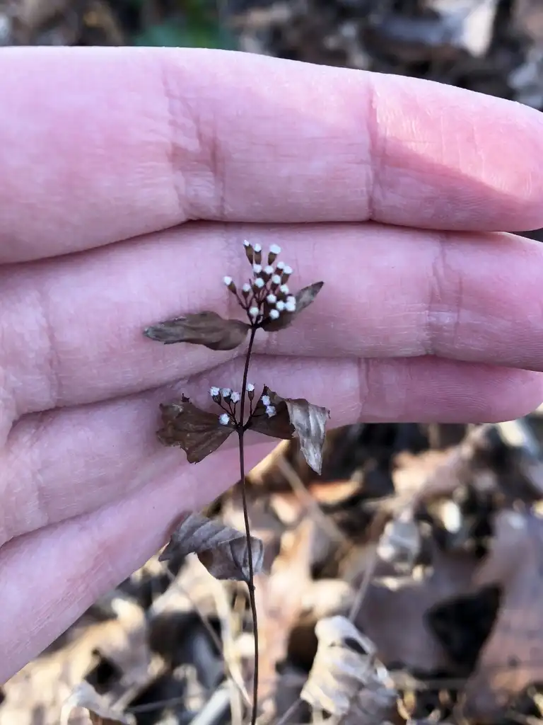 Фото Cunila origanoides - Fruit:Leah Purvis