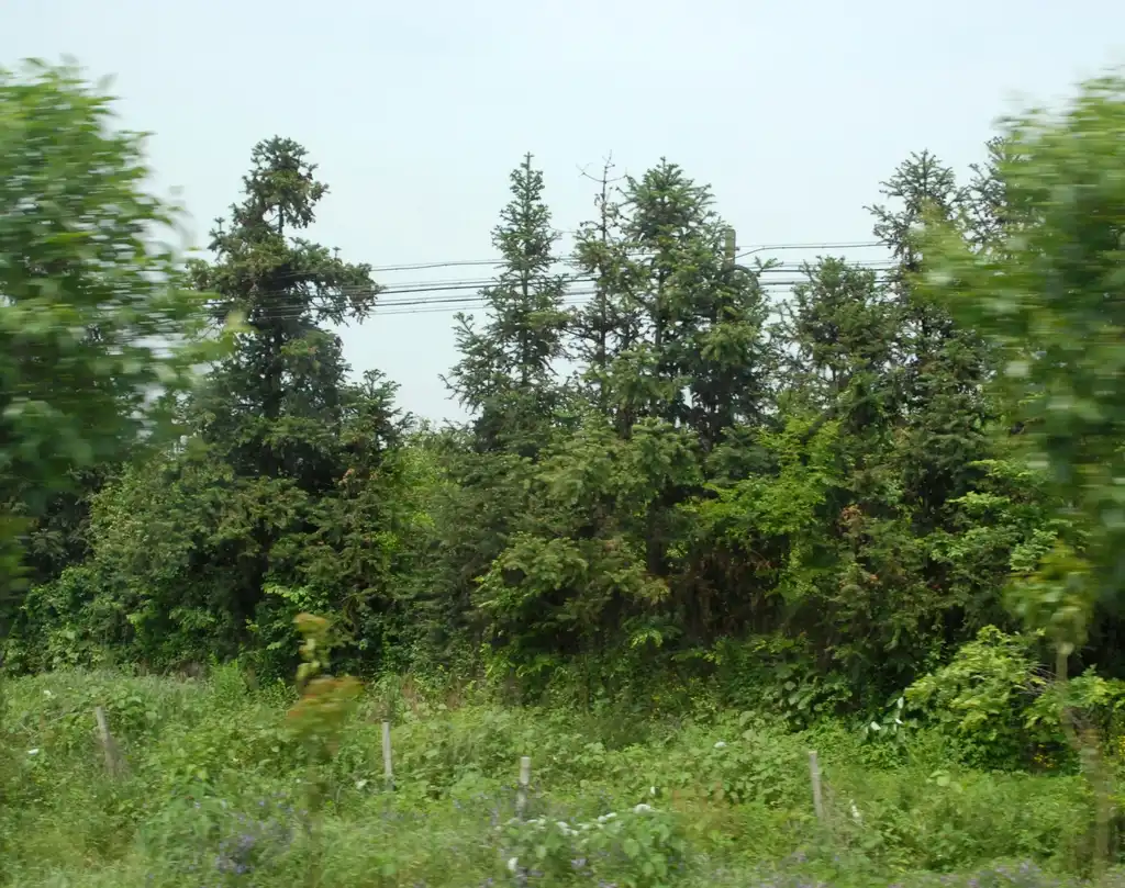 Foto de Cunninghamia lanceolata (Cunninghamia lanceolatas)