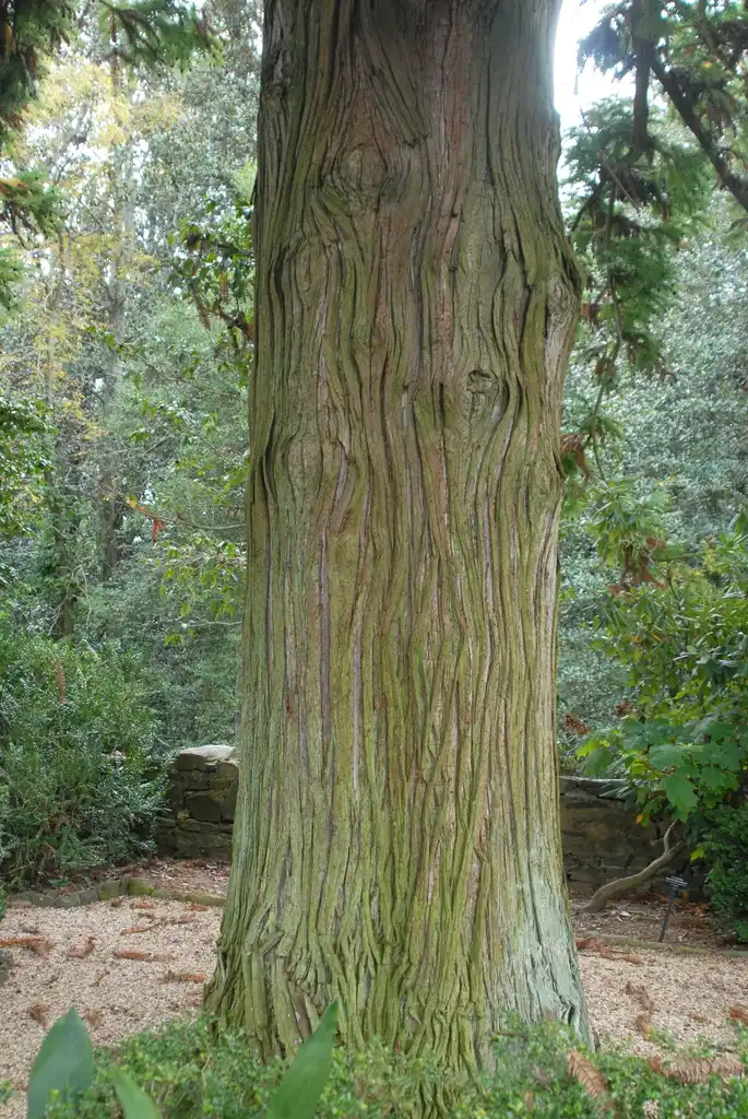 Foto de Cunninghamia lanceolata - Bark:Jim Robbins