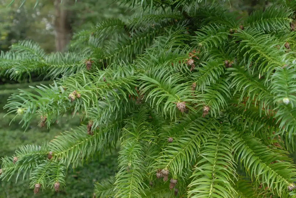Foto de Cunninghamia lanceolata - Leaves:Jim Robbins