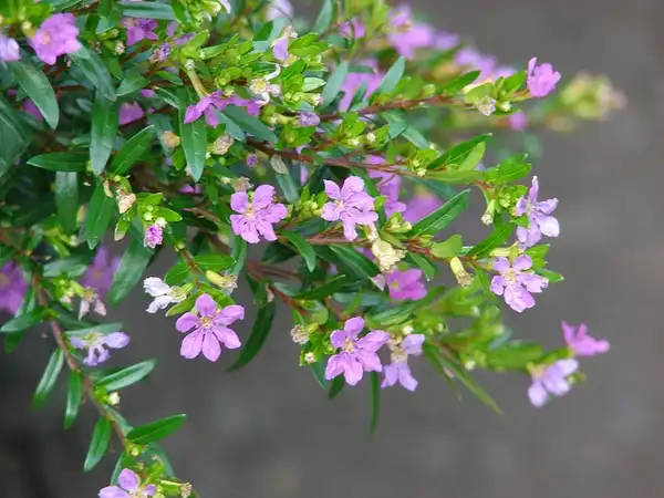 Photo of Cuphea hyssopifolia (Cuphea hyssopifolias)
