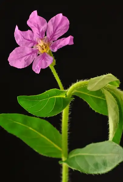 Photo of Cuphea hyssopifolia (Cuphea hyssopifolias)