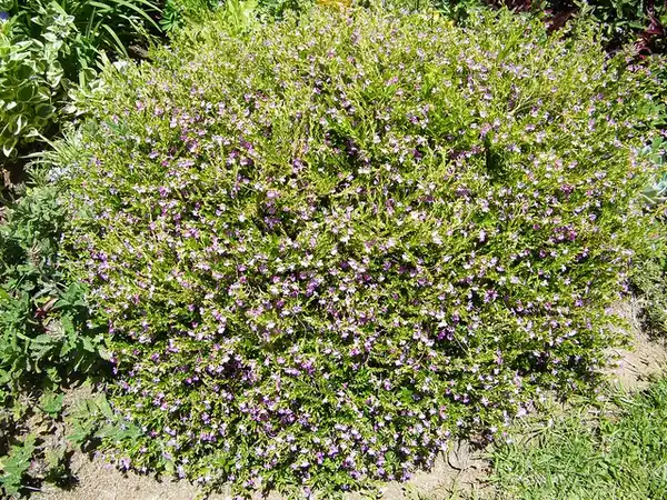 Photo of Cuphea hyssopifolia - Form:Scamperdale