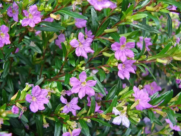 Photo of Cuphea hyssopifolia - Flowers:Forest and Kim Starr