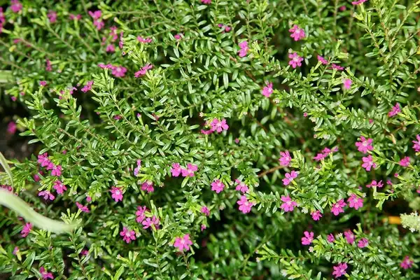 Photo of Cuphea hyssopifolia - Form:Cliff