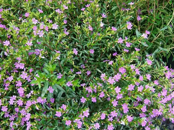 Photo of Cuphea hyssopifolia - Form:Forest and Kim Starr