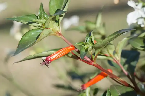 Photo of Cuphea ignea (Cuphea igneas)