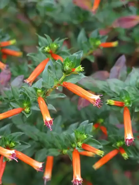 Photo of Cuphea ignea (Cuphea igneas)