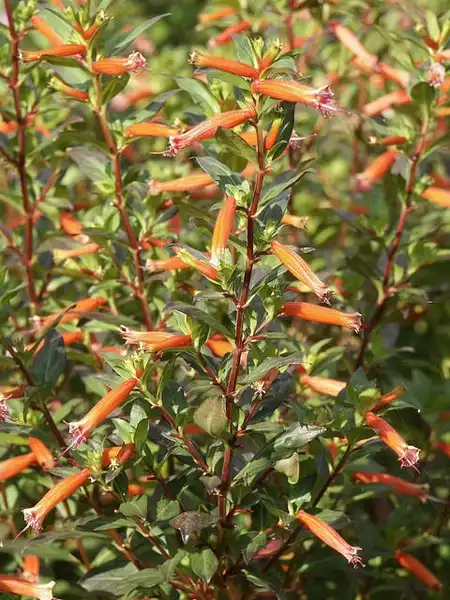 Photo of Cuphea ignea - Cuphea ignea:Scott Zona