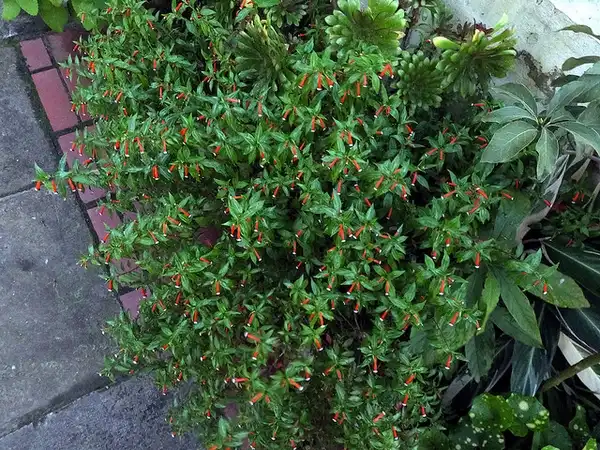 Photo of Cuphea ignea - Cuphea ignea:Ezequiel Coelho