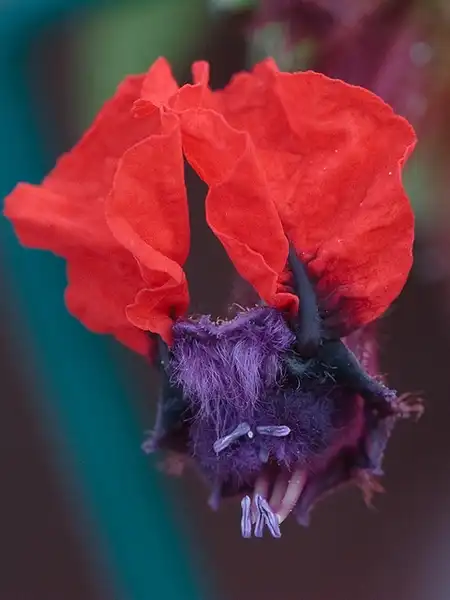 Photo of Cuphea llavea (Cuphea llaveas)