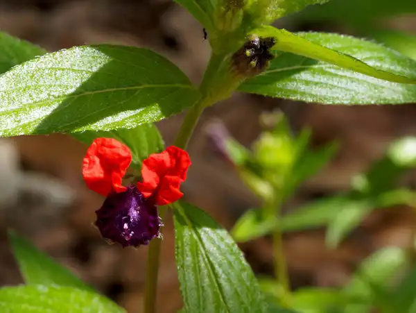 Photo of Cuphea llavea (Cuphea llaveas)