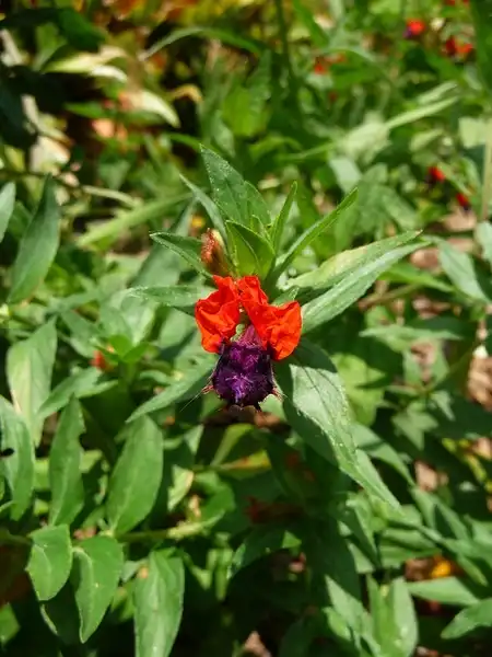 Photo of Cuphea llavea - :Chapstick