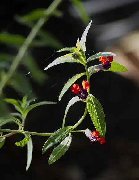 Photo of Cuphea llavea - :Bob Shrader