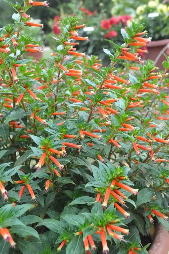 Фото Cuphea 'Vermillionaire' (Cuphea 'Vermillionaire's)