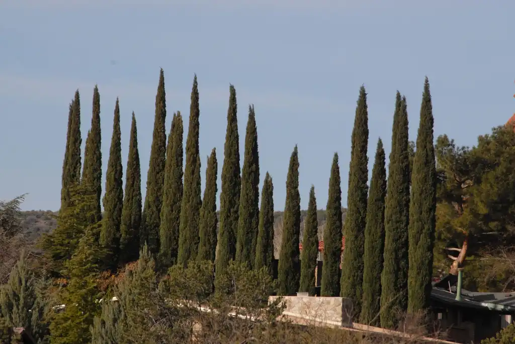 Фото Cupressus sempervirens (Cupressus sempervirenss)