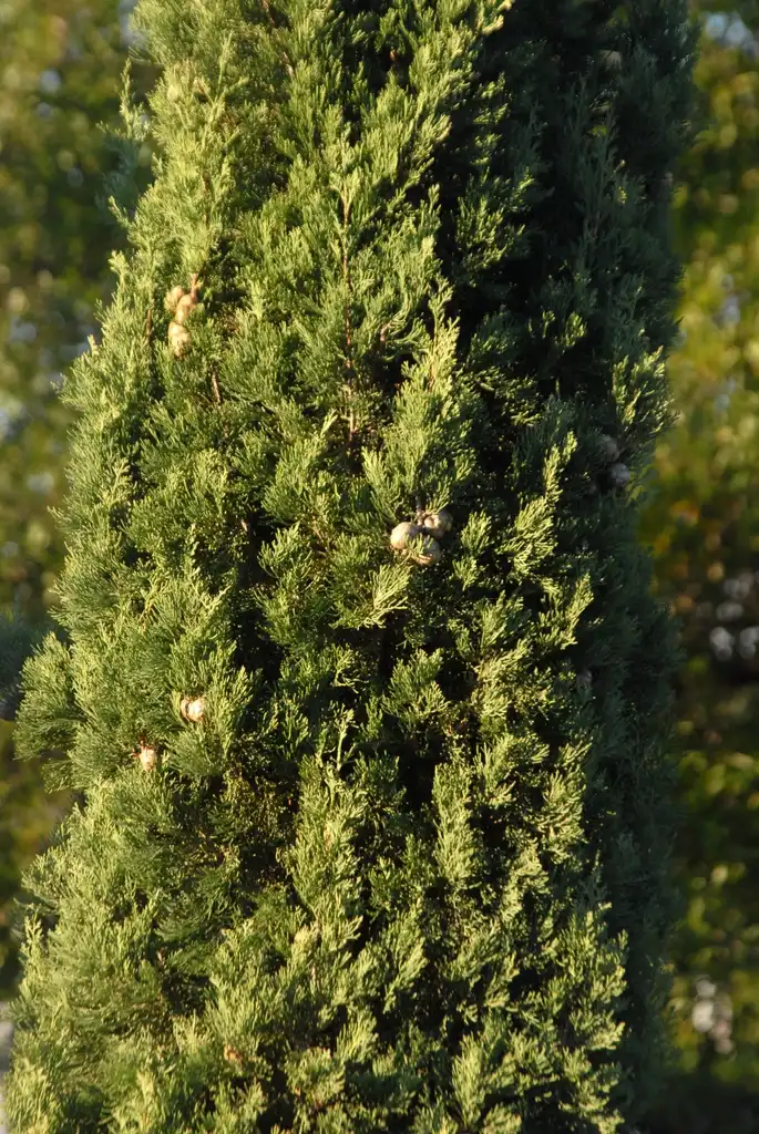 Фото Cupressus sempervirens (Cupressus sempervirenss)