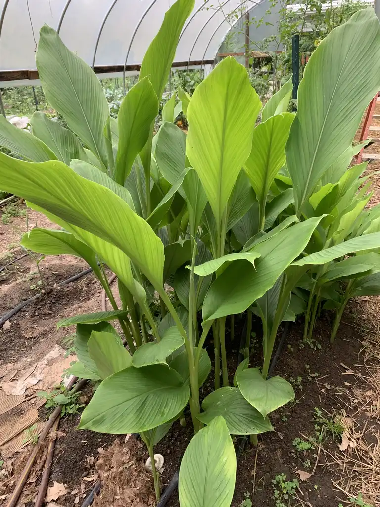 Photo of Curcuma (Curcumas)