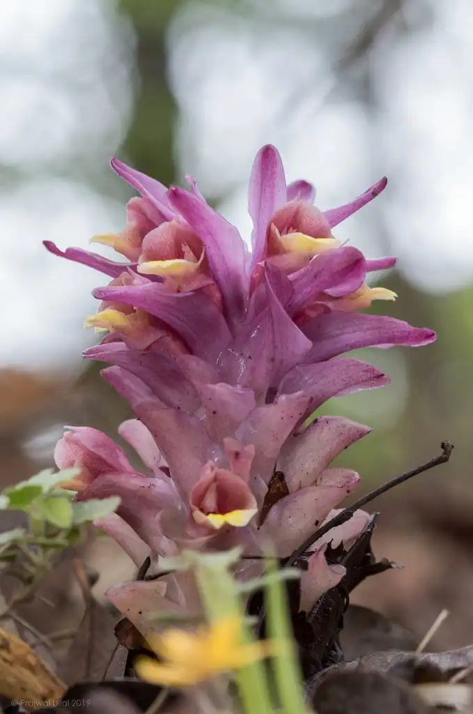Photo of Curcuma (Curcumas)
