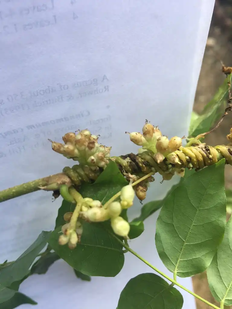 Photo of Cuscuta compacta (Cuscuta compactas)