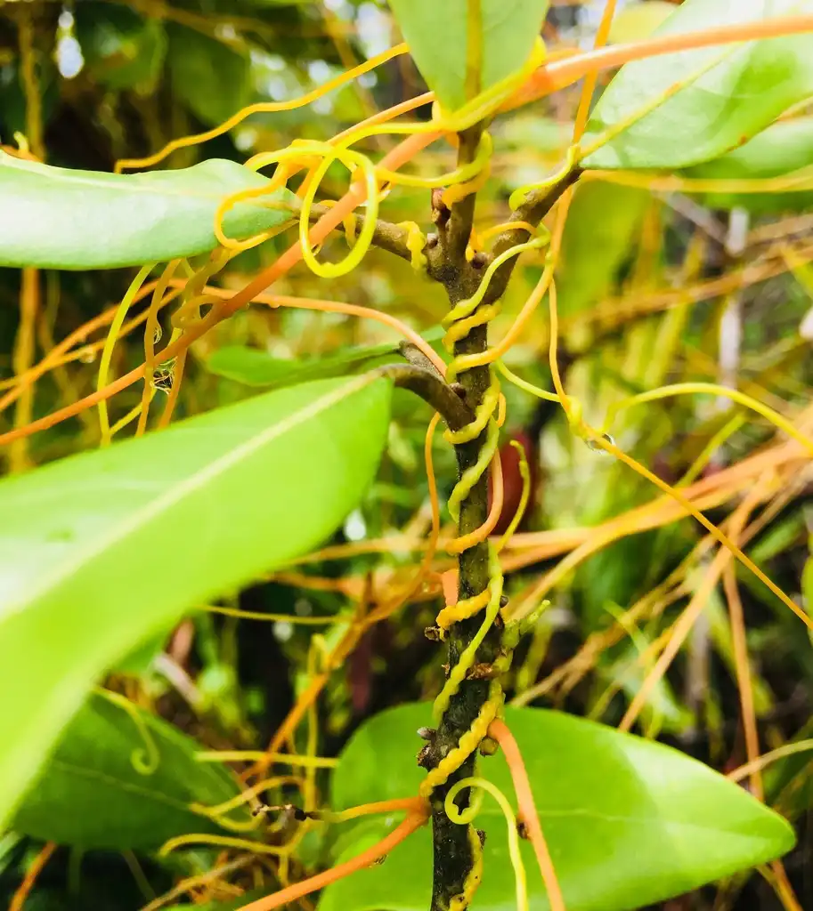 Photo of Cuscuta compacta (Cuscuta compactas)