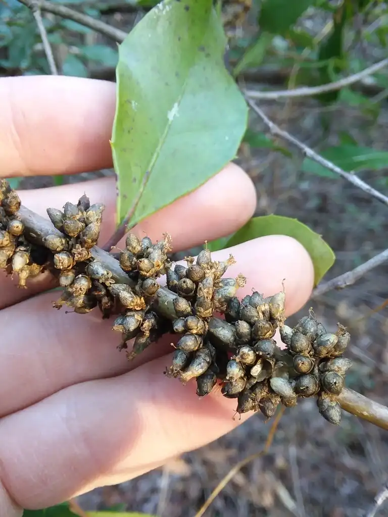Photo of Cuscuta compacta - Fruit:Will McFarland