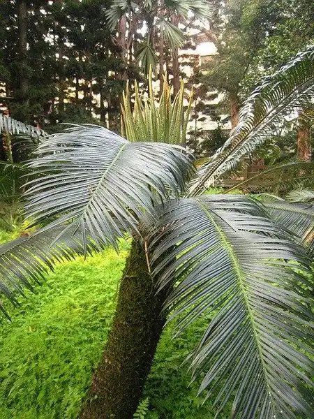 Фото Cycas taitungensis (Cycas taitungensiss)