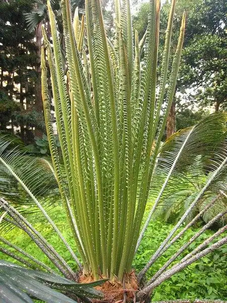 Фото Cycas taitungensis (Cycas taitungensiss)