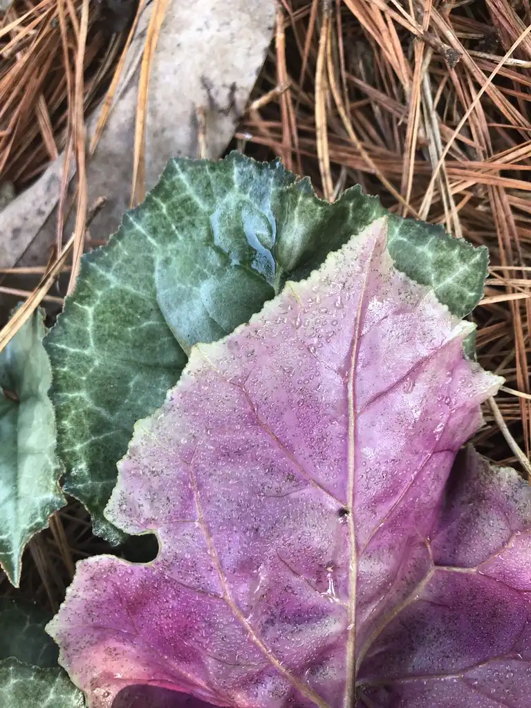 Photo of Cyclamen graecum (Cyclamen graecums)
