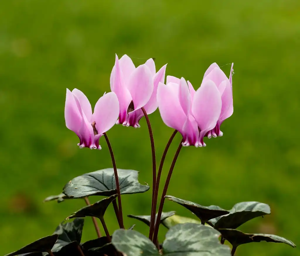 Foto de Cyclamen hederifolium (Cyclamen hederifoliums)