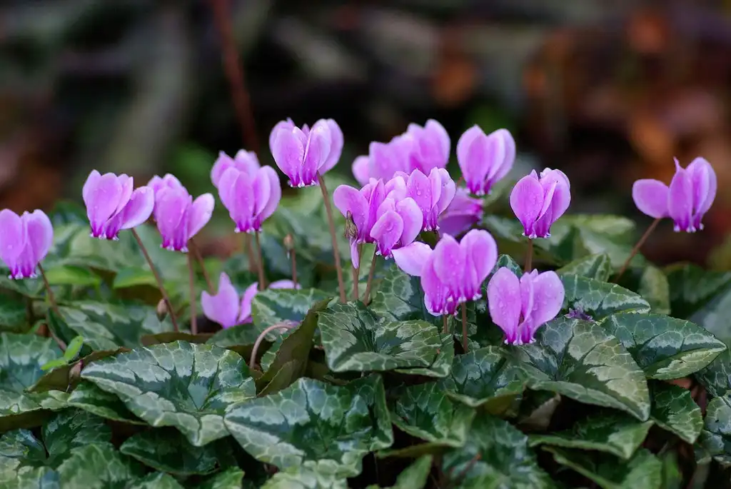 Foto de Cyclamen hederifolium (Cyclamen hederifoliums)