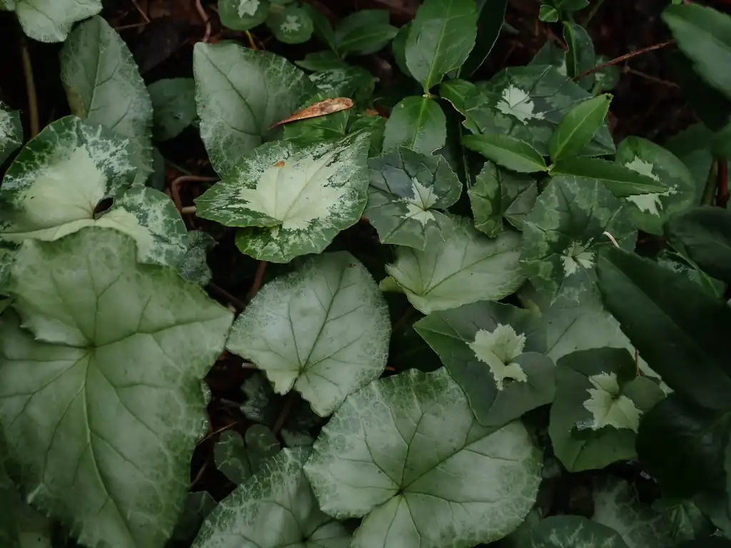 Foto de Cyclamen hederifolium - Leaves:peganum