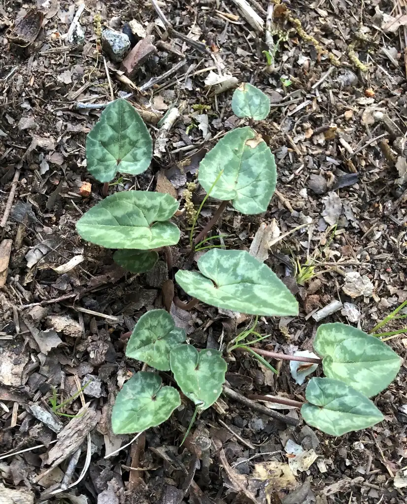 Foto de Cyclamen hederifolium - Emerging Leaves (Warren County,NC):Cathy Dewitt