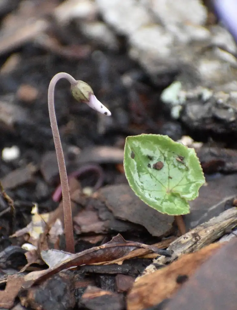 Foto de Cyclamen hederifolium - Leaf and Flower Bud (Warren County)-Early Fall:Cathy Dewitt
