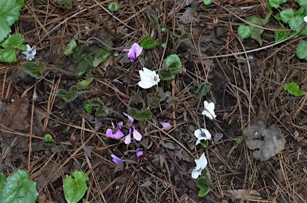 Фото Cyclamen (Cyclamens)