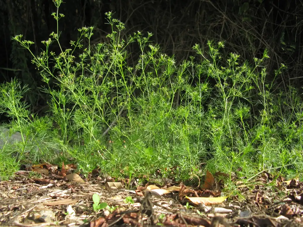 Photo of Cyclospermum leptophyllum (Cyclospermum leptophyllums)