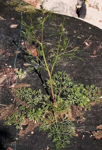 Photo of Cyclospermum leptophyllum (Cyclospermum leptophyllums)