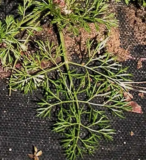 Photo of Cyclospermum leptophyllum - Leaf:J. Neal