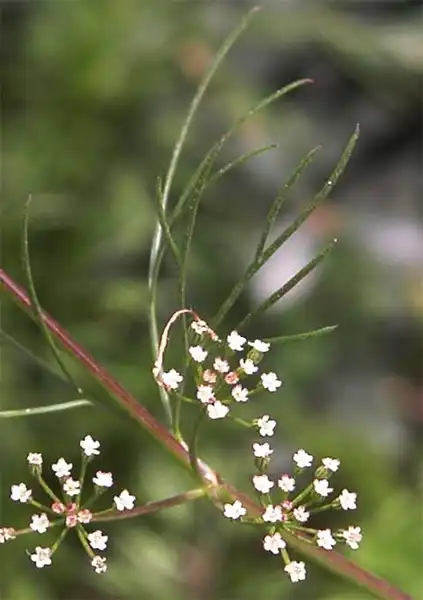 Photo of Cyclospermum leptophyllum - Flowers and fruits:J. Neal