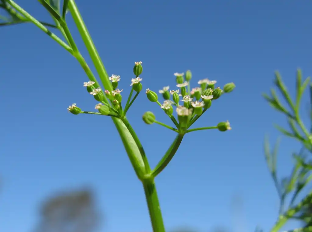 Photo of Cyclospermum leptophyllum - Umbel flowerhead:Harry Rose