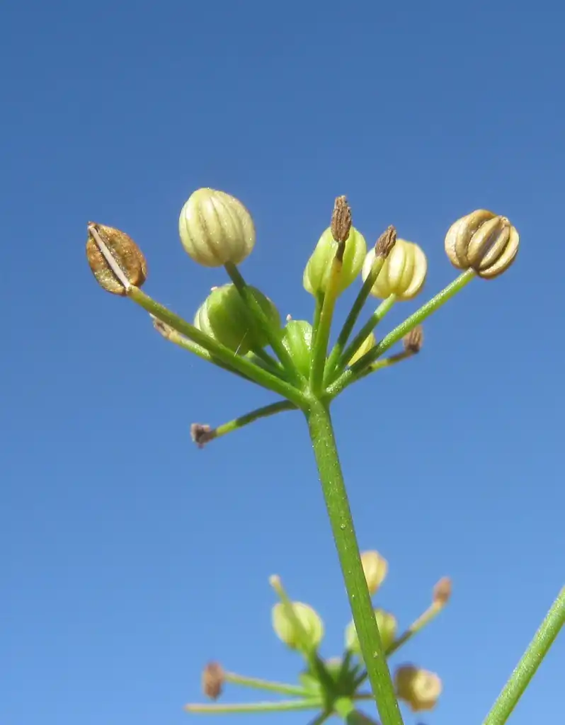 Photo of Cyclospermum leptophyllum - Fruit:Harry Rose