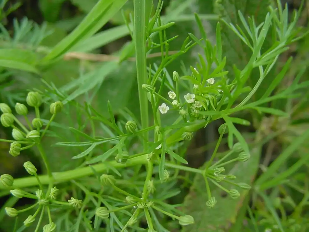 Photo of Cyclospermum leptophyllum - Cyclospermum leptophyllum:Marcia Stefani