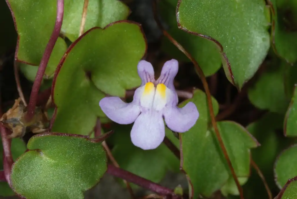 Фото Cymbalaria muralis (Cymbalaria muraliss)