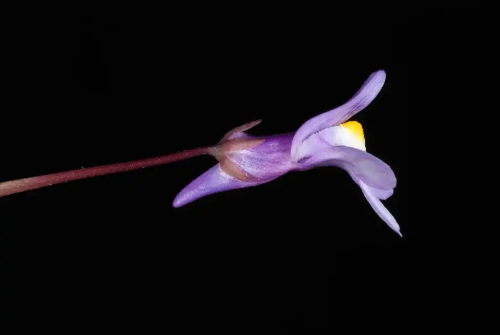 Фото Cymbalaria muralis (Cymbalaria muraliss)