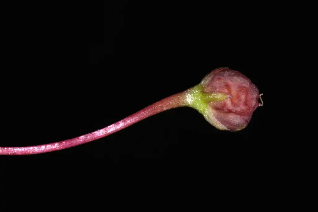 Фото Cymbalaria muralis - Seed capsule side view (Port Deposit, MD)-Mid Summer:Douglas Goldman, USDA