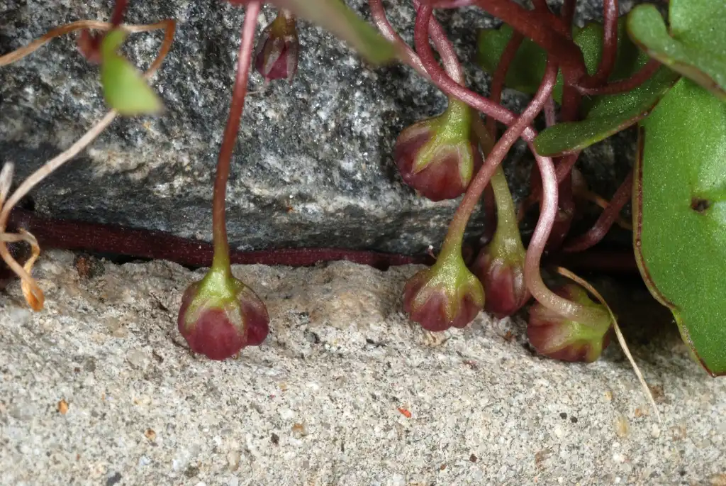 Фото Cymbalaria muralis - Seed capsules (Port Deposit, MD)-Mid Summer:Douglas Goldman, USDA