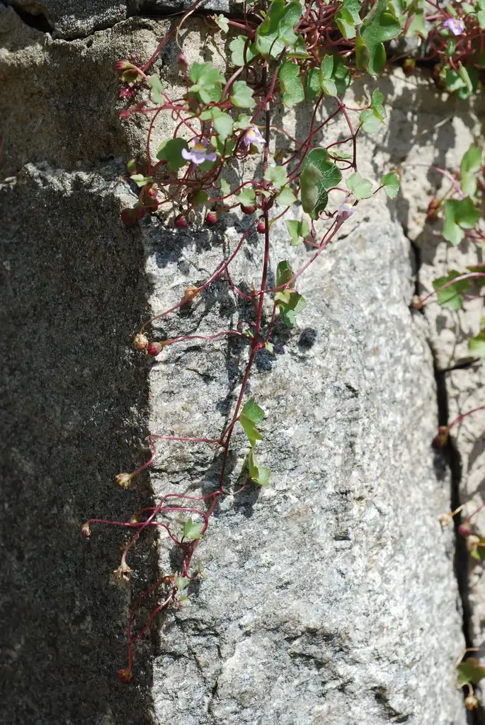 Фото Cymbalaria muralis - Plant growing on a structure (Port Deposit, MD)-Mid Summer:Douglas Goldman, USDA