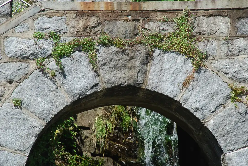 Фото Cymbalaria muralis - Plant growing on a structure (Port Deposit, MD)-Mid Summer:Douglas Goldman, USDA