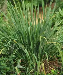 Foto de Cymbopogon citratus (Cymbopogon citratuss)