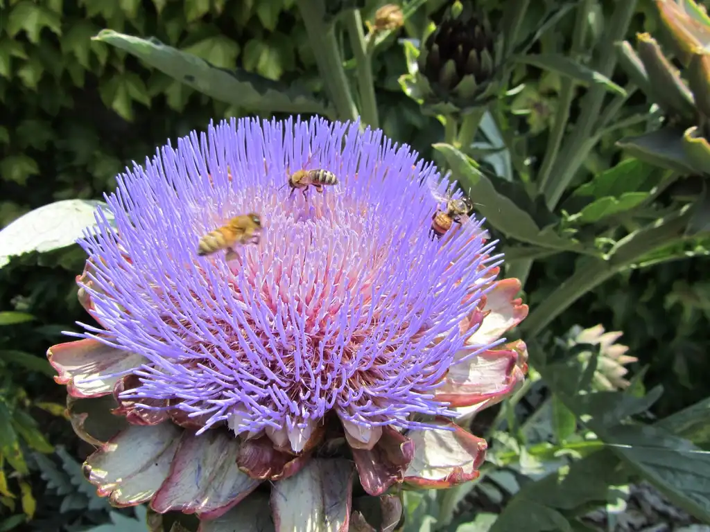 Foto de Cynara cardunculus (Scolymus Group) (Cynara cardunculus (Scolymus Group)s)